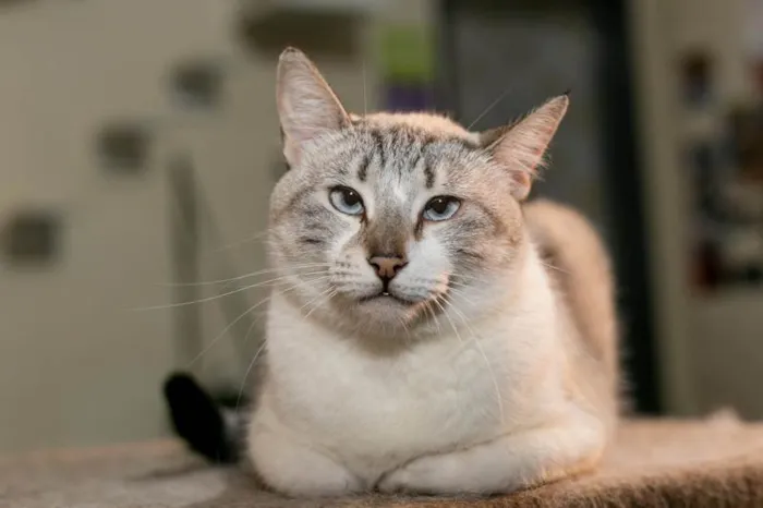Gato ra a SRD-ViraLata idade 3 anos nome Aurélia