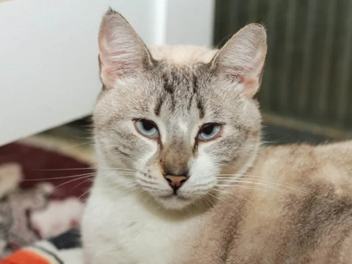 Gato ra a SRD-ViraLata idade 3 anos nome Aurélia
