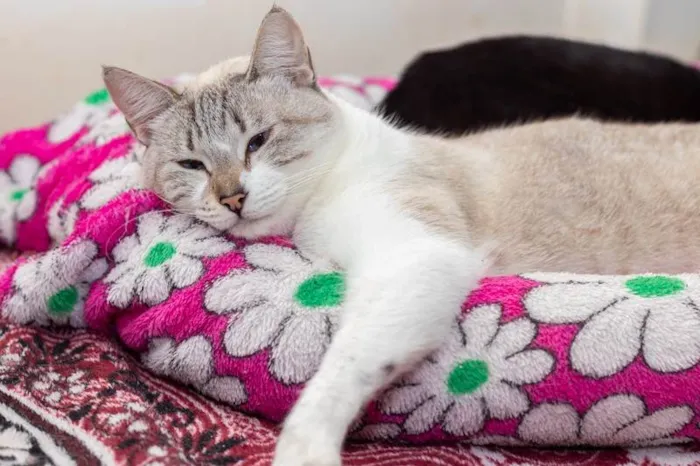 Gato ra a SRD-ViraLata idade 3 anos nome Aurélia