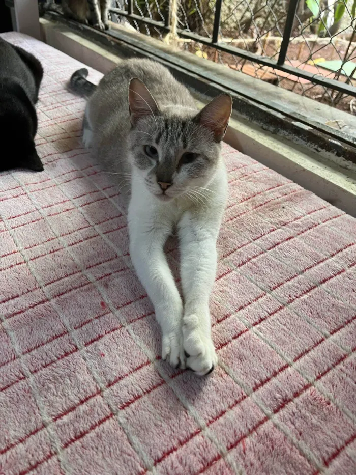 Gato ra a SRD-ViraLata idade 3 anos nome Aurélia