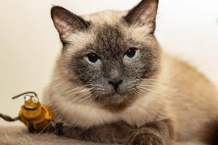 Gato ra a SRD-ViraLata idade 2 anos nome Sylvie