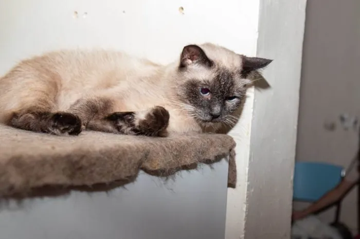 Gato ra a SRD-ViraLata idade 2 anos nome Sylvie