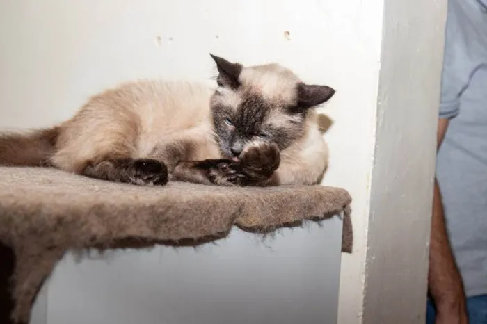 Gato ra a SRD-ViraLata idade 2 anos nome Sylvie