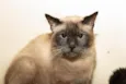 Sylvie