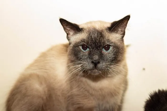 Gato ra a SRD-ViraLata idade 2 anos nome Sylvie