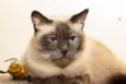 Sylvie