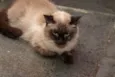 Sylvie