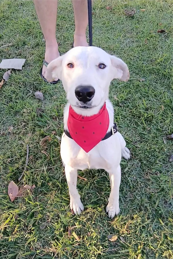 Cachorro ra a SRD-ViraLata idade 7 a 11 meses nome Floquinho
