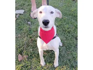 Cachorro raça SRD-ViraLata idade 7 a 11 meses nome Floquinho