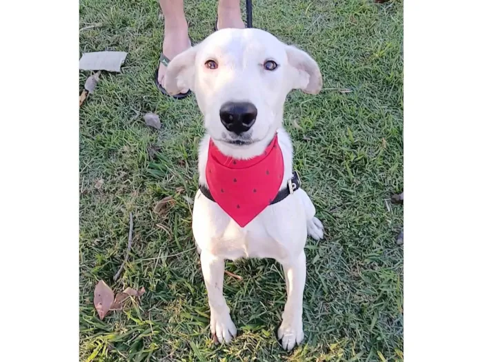Cachorro ra a SRD-ViraLata idade 7 a 11 meses nome Floquinho