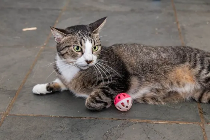 Gato ra a SRD-ViraLata idade 4 anos nome Menina do Rio