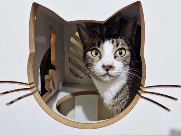 Gato ra a SRD-ViraLata idade 4 anos nome Menina do Rio