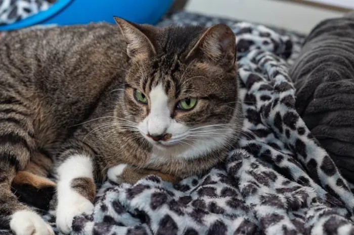 Gato ra a SRD-ViraLata idade 4 anos nome Menina do Rio