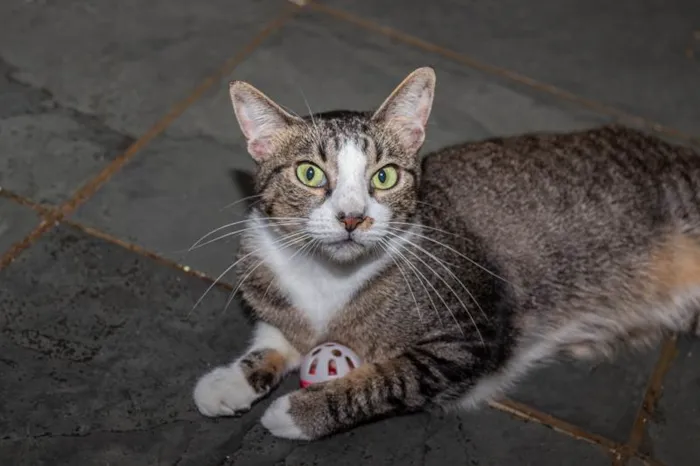 Gato ra a SRD-ViraLata idade 4 anos nome Menina do Rio