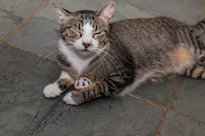 Gato ra a SRD-ViraLata idade 4 anos nome Menina do Rio