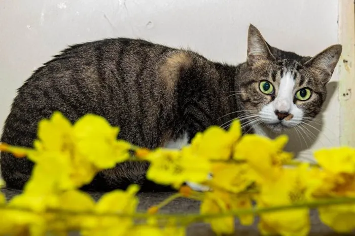 Gato ra a SRD-ViraLata idade 4 anos nome Menina do Rio