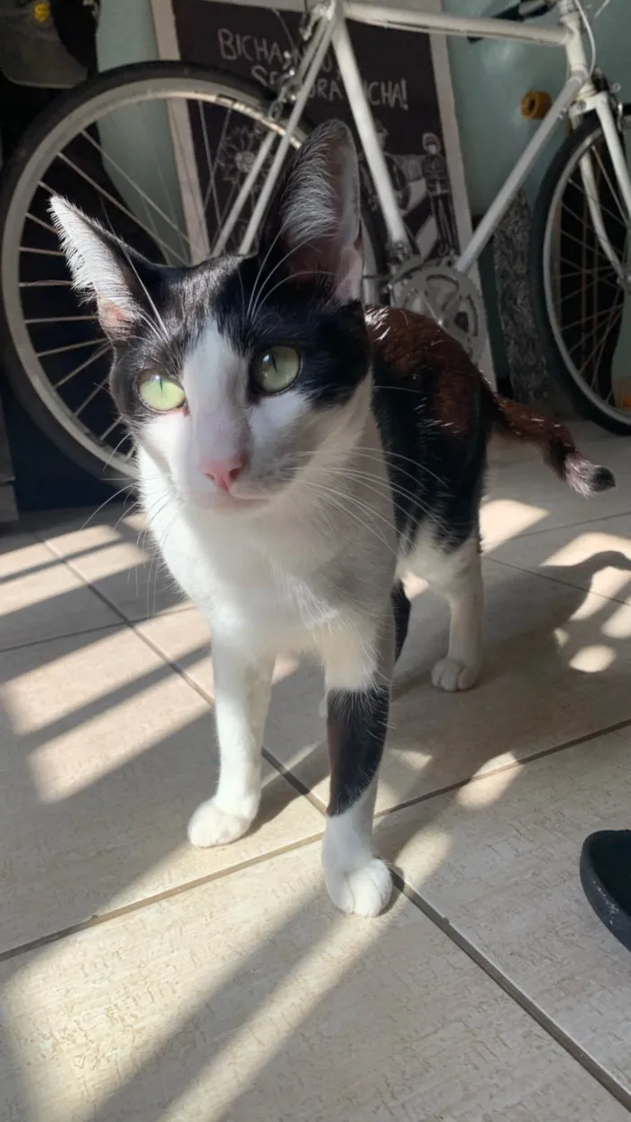Gato ra a SRD-ViraLata idade 2 a 6 meses nome Frajola 