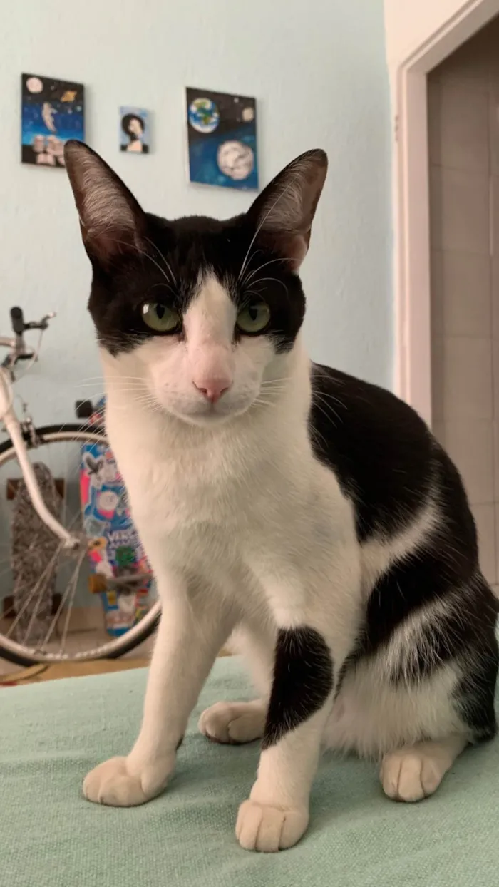 Gato ra a SRD-ViraLata idade 2 a 6 meses nome Frajola 