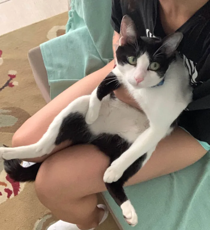 Gato ra a SRD-ViraLata idade 2 a 6 meses nome Frajola 