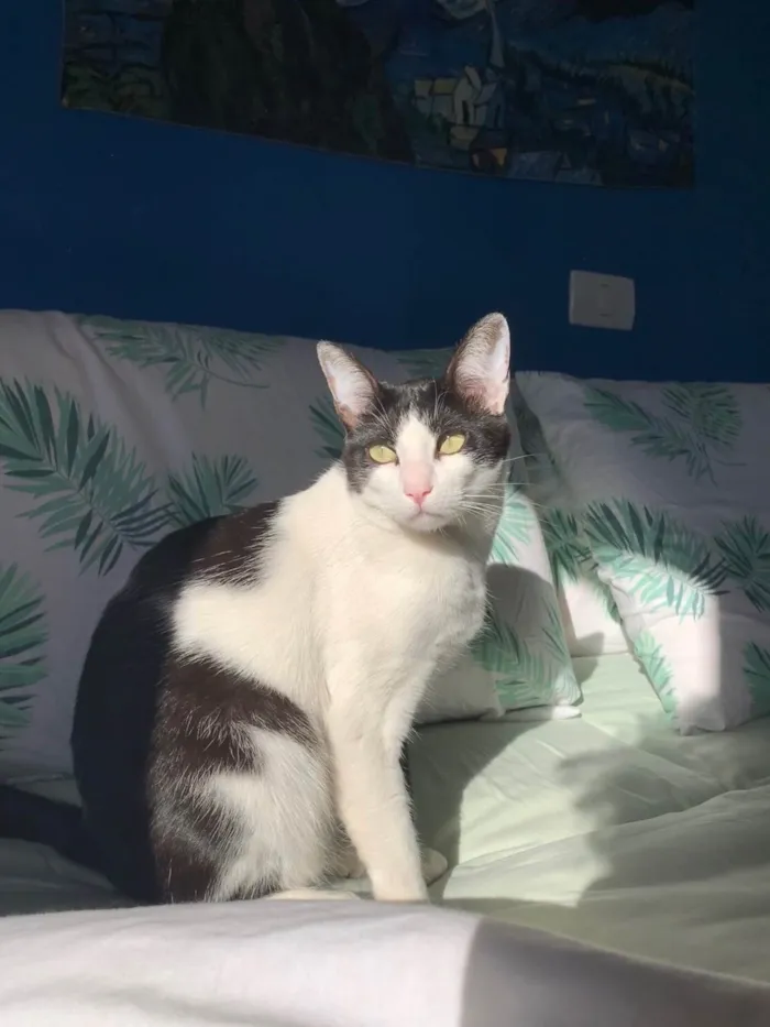 Gato ra a SRD-ViraLata idade 2 a 6 meses nome Frajola 