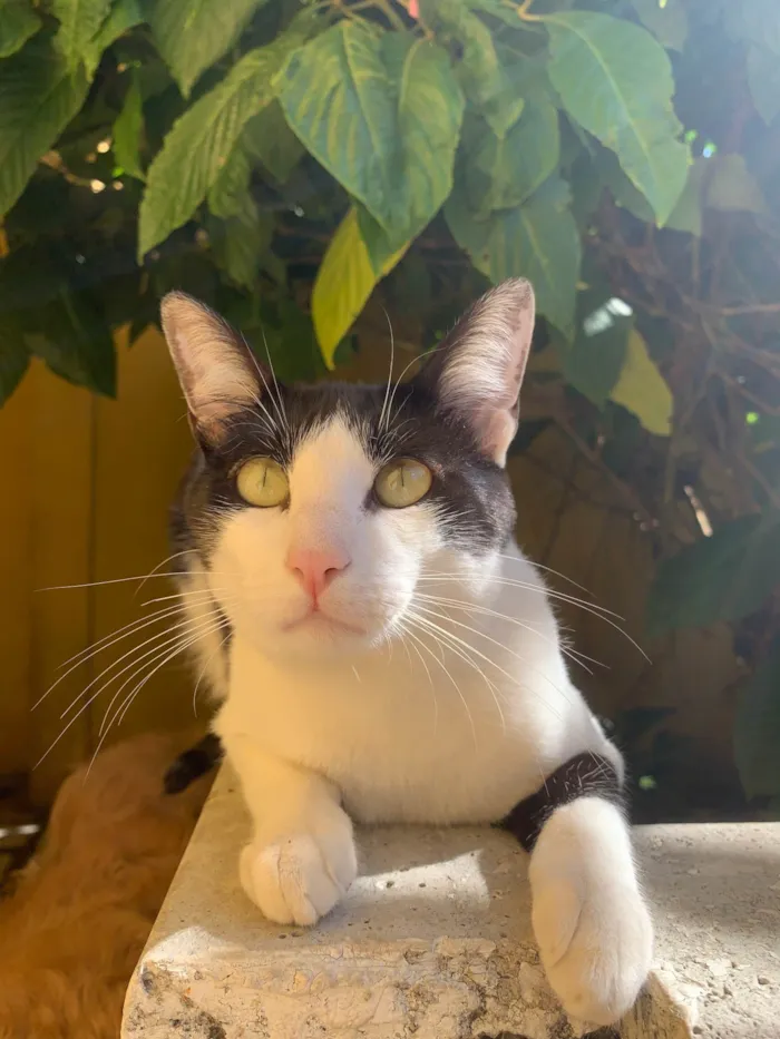 Gato ra a SRD-ViraLata idade 2 a 6 meses nome Frajola 