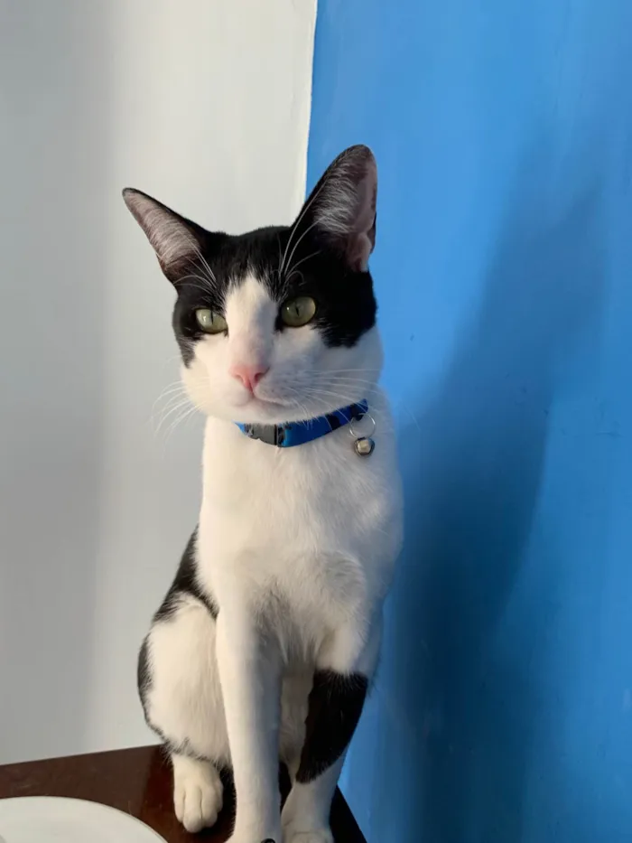 Gato ra a SRD-ViraLata idade 2 a 6 meses nome Frajola 
