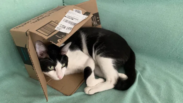 Gato ra a SRD-ViraLata idade 2 a 6 meses nome Frajola 