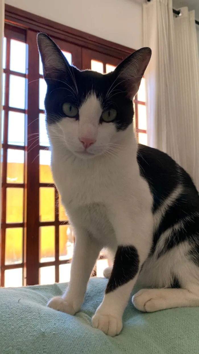 Gato ra a SRD-ViraLata idade 2 a 6 meses nome Frajola 