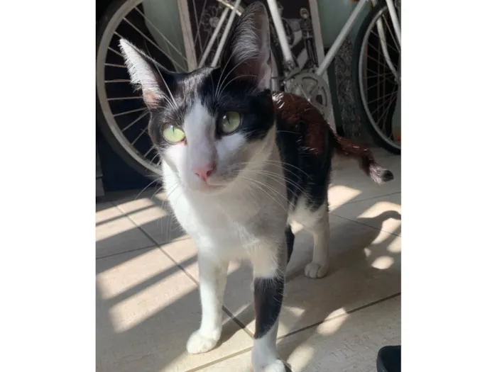 Gato ra a SRD-ViraLata idade 2 a 6 meses nome Frajola 