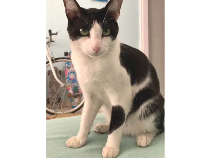 Gato ra a SRD-ViraLata idade 2 a 6 meses nome Frajola 