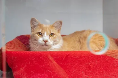 Gato raça SRD-ViraLata idade 7 a 11 meses nome Arrascaeta