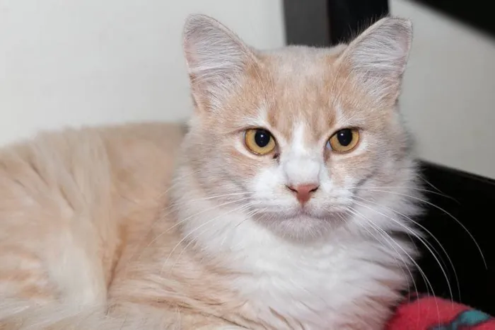 Gato ra a SRD-ViraLata idade 7 a 11 meses nome Arrascaeta