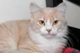 Arrascaeta