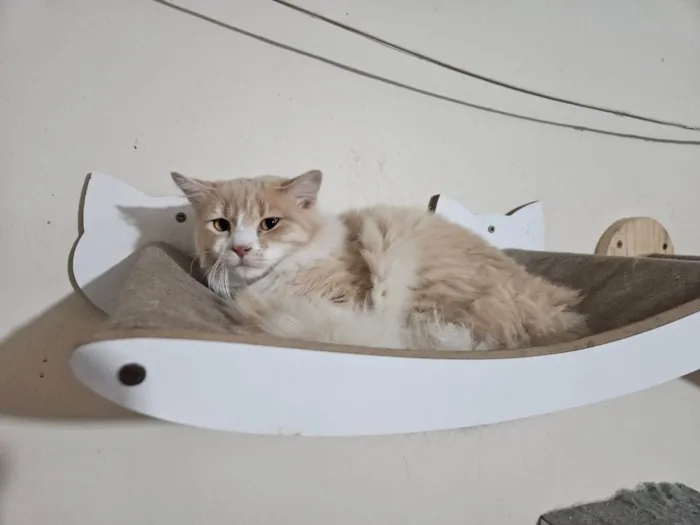 Gato ra a SRD-ViraLata idade 7 a 11 meses nome Arrascaeta