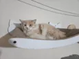 Arrascaeta