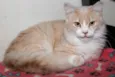 Arrascaeta