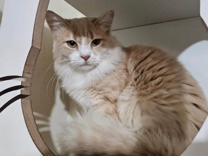 Gato ra a SRD-ViraLata idade 7 a 11 meses nome Arrascaeta