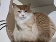 Arrascaeta