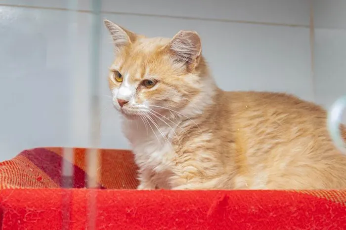 Gato ra a SRD-ViraLata idade 7 a 11 meses nome Arrascaeta