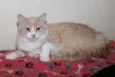 Arrascaeta