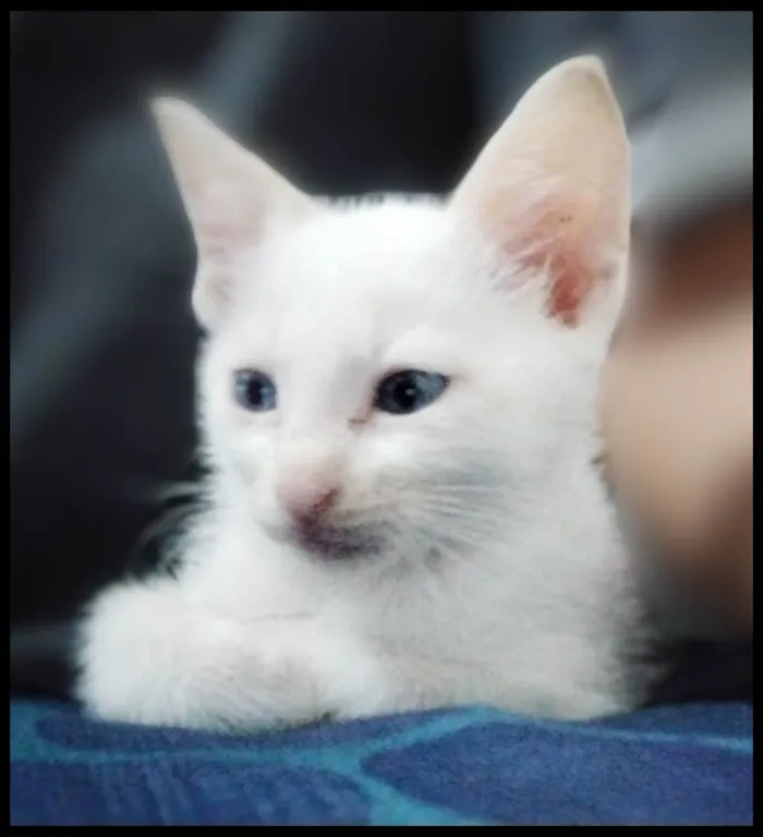 Gato ra a SRD-ViraLata idade Abaixo de 2 meses nome ?? ADOTE-SE - FLOQUINHO / Taboão da Serra, SP??