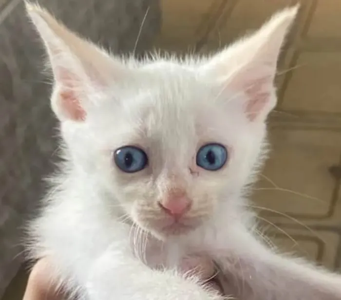 Gato ra a SRD-ViraLata idade Abaixo de 2 meses nome ?? ADOTE-SE - FLOQUINHO / Taboão da Serra, SP??