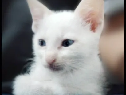Gato raça SRD-ViraLata idade Abaixo de 2 meses nome ?? ADOTE-SE - FLOQUINHO / Taboão da Serra, SP??