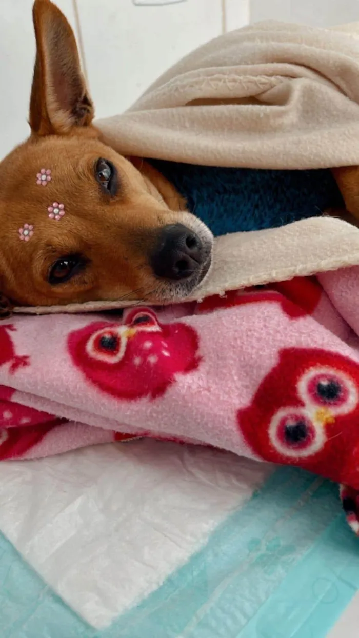 Cachorro ra a SRD-ViraLata idade 2 anos nome Grazi