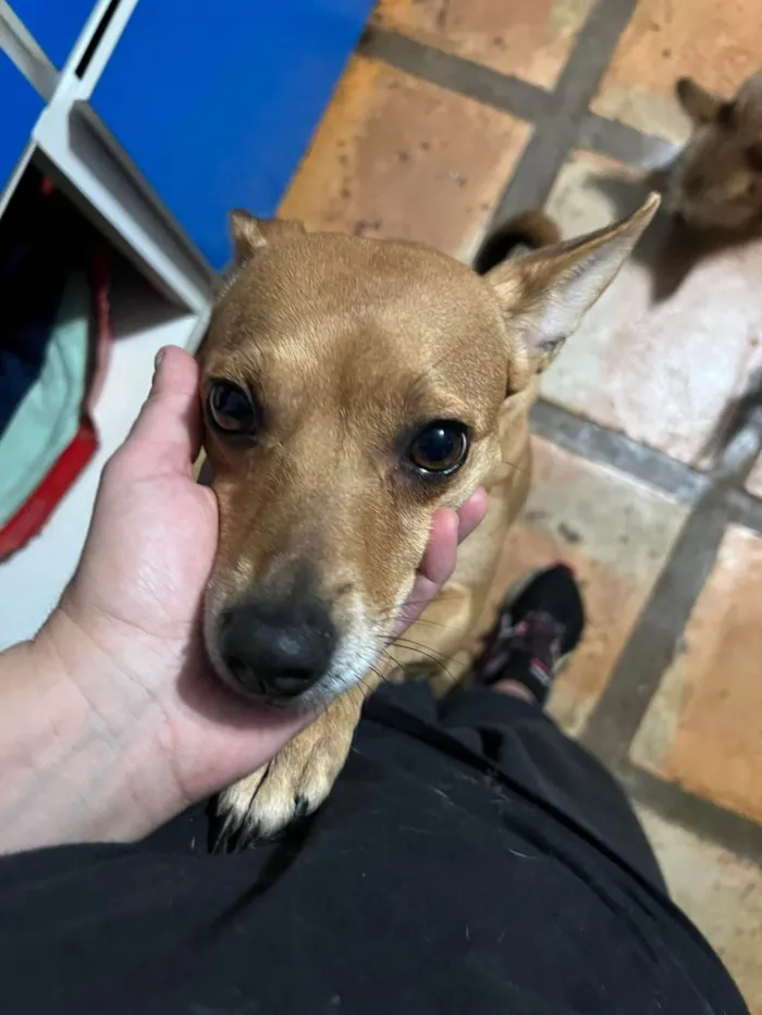 Cachorro ra a SRD-ViraLata idade 2 anos nome Grazi