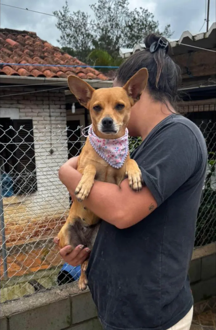Cachorro ra a SRD-ViraLata idade 2 anos nome Grazi