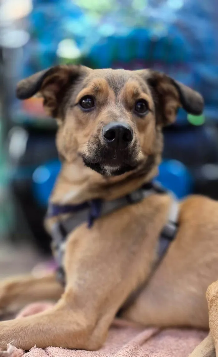 Cachorro ra a SRD-ViraLata idade 1 ano nome KIKO