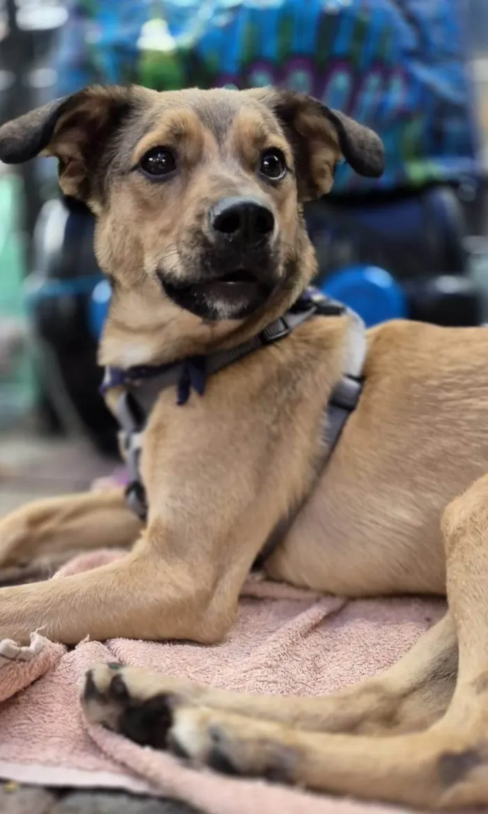 Cachorro ra a SRD-ViraLata idade 1 ano nome KIKO