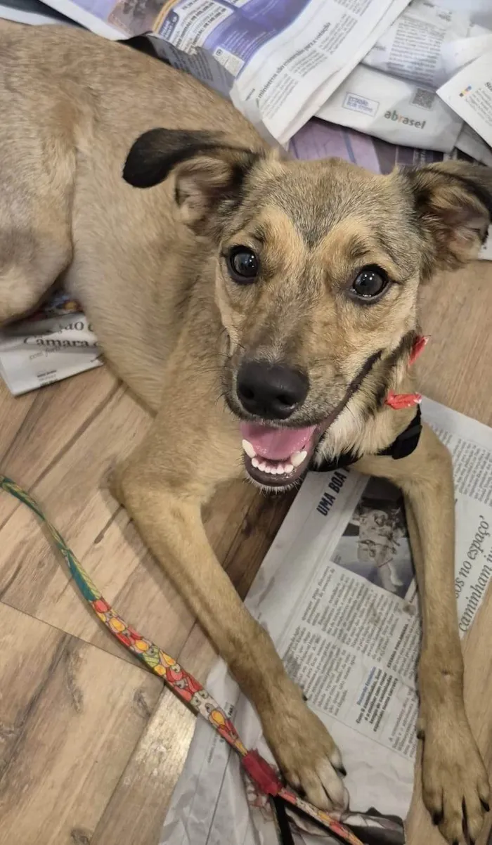 Cachorro ra a SRD-ViraLata idade 1 ano nome KIKO
