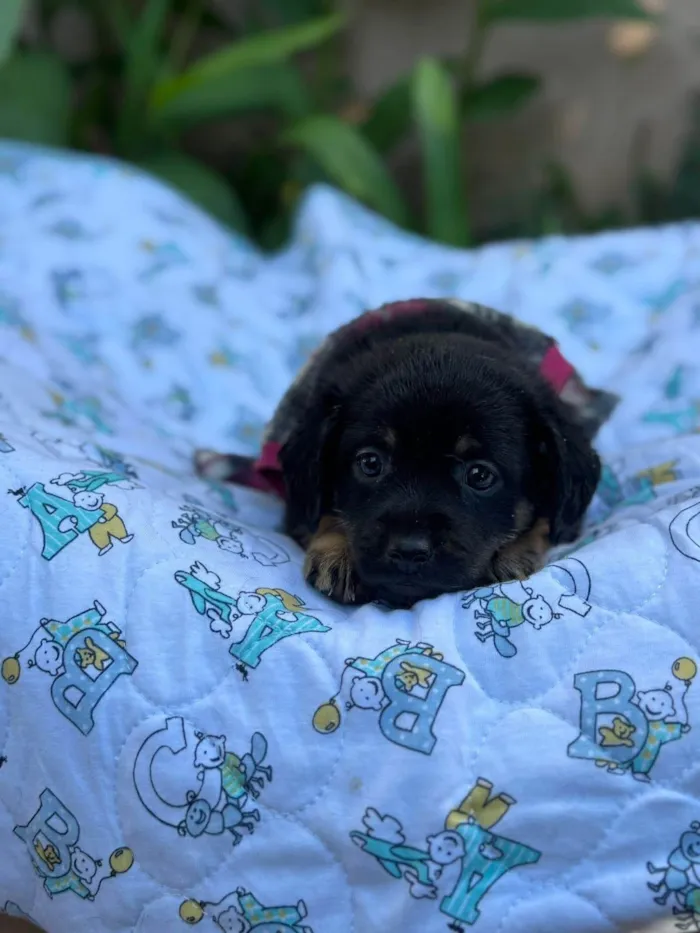 Cachorro ra a SRD-ViraLata idade 2 a 6 meses nome Suri 
